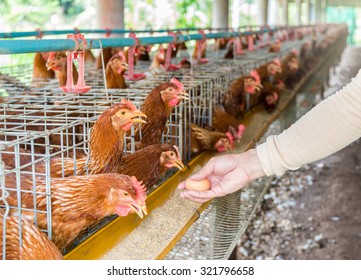Hand collecting the egg in egg chicken farm