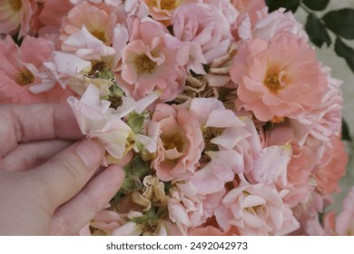 Hand crushing peach drift rose petals between finger tips amidst an overgrowth of rose clusters. - Powered by Shutterstock