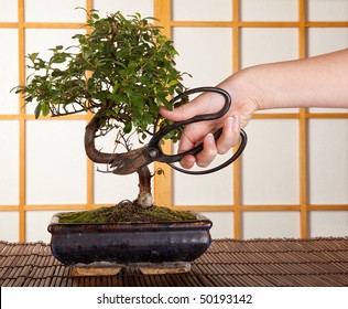 Hand Cutting A Bonsai Tree In Front Of A Japanese Shoji Sliding Window