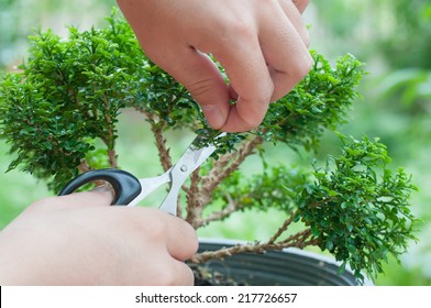 Hand Cutting A Bonsai Tree (Murraya Paniculata (L.) Jack.)