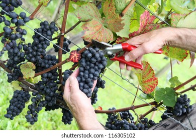 Hand Cutting Grape Pinot Noir In Harvest Time