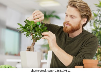 Hand Cutting A Murraya Paniculata Dwarf As A Bonsai Tree