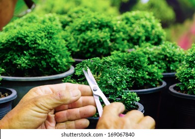 Hand Cutting A Murraya Paniculata Dwarf As A Bonsai Tree