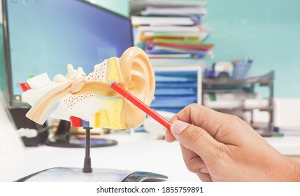 Hand Doctor Holding A Red Pen Point Anatomy ENT Model Ear In The Room Clinic Background  Lab Equipment And Hearing Organ Health Concept