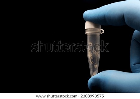 Hand of doctor or scientist holding a laboratory tube with parasitic worms Anisakis. Space for text