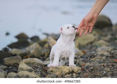 The hand of the dogbreeder touches a muzzle of an amusing white puppy.