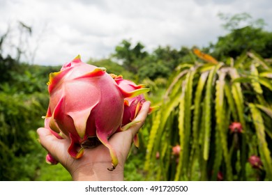 Hand Dragon Fruit.