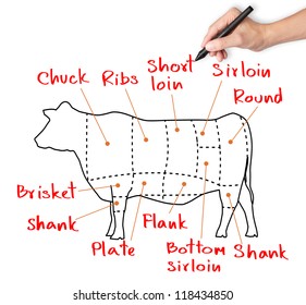 Hand Drawing Cow And Cut Of Beef Or Beef Chart