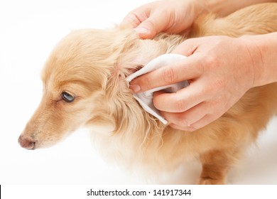 Hand to the ear cleaning of dog