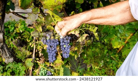 the hand of an elderly farmer collects bunches of black grapes from a vine with green leaves. High quality photo