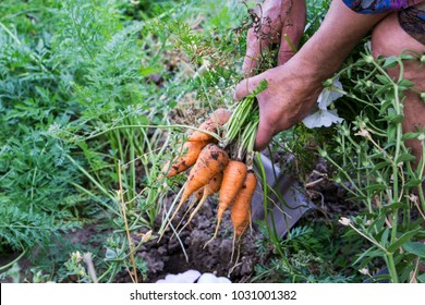 Hand of elderly man pulling ecologically grown carrots from the garden. Shallow depth of focus. Concept agro culture. - Powered by Shutterstock