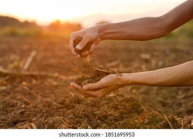 Hand Of Expert Farmer Collect Soil And Pouring To Another Hand To Check Quality And Prepare Growth Vegetable At Farm Field.