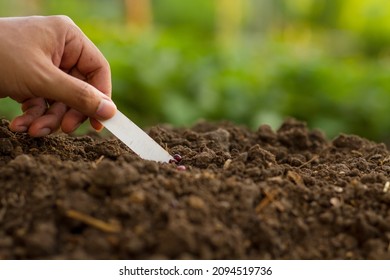 Hand Of Expert Farmer Put A Tag Name On Vegetable Bed After Sowing A Seed On Soil.