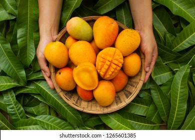 Hand of farmer carrying mango fruit in wooden basket putting on tropical green leaf background