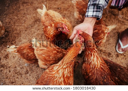 Hand of farmer feeding chicken with rice and grain at indoor farm.