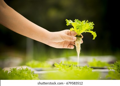 Hand of farmer hold Hydroponics vegetable in Thailand.