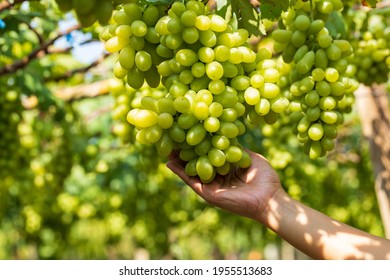 Hand farmer holdind ripe green grapes in the vineyard field, Ripe green grapes ready for harvest. Agriculture grape farm.