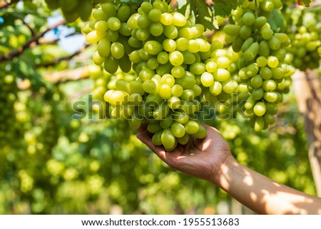 Hand farmer holdind ripe green grapes in the vineyard field, Ripe green grapes ready for harvest. Agriculture grape farm.
