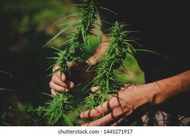 Hand Of Farmer Holding Cannabis At Farm.