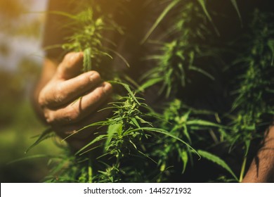 Hand Of Farmer Holding Cannabis At Farm.