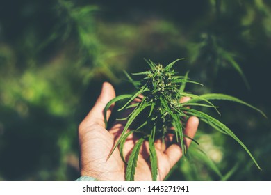 Hand Of Farmer Holding Cannabis At Farm.