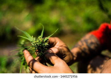 Hand Of Farmer Holding Cannabis At Farm.