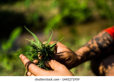 Hand Of Farmer Holding Cannabis At Farm.