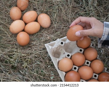 Hand farmer holding egg on blur dry grass background. farmer keep eggs wet with dew in morning at outdoor farm for cooking. raw food from modern agriculture.Chicken husbandry organic natural concept. - Shutterstock ID 2154412213