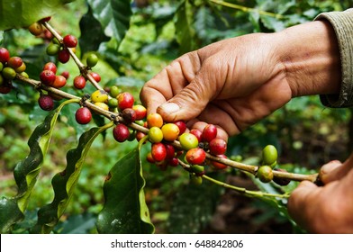 Hand Farmer Picking Coffee Bean In Coffee Process Agriculture Background 