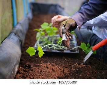 A Hand Of A Farmer Picking A Small English Cucumber Seedling From Its Container To Plant It On A Raised Rectangular Pot Filled With Soil Using A Metal Spoon. 