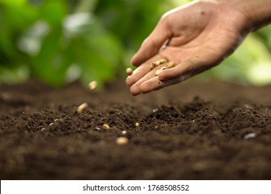 Hand Of Farmer Sowing A Seed On Soil At Home Vegetable Garden