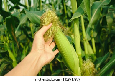The hand of the farmer who planted and cared for corn on his own corn plantation., The hands of the farmer, the grower and the caretaker of corn. - Shutterstock ID 1319917979