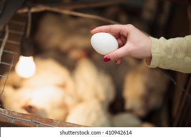 Hand of a farmer woman collecting domestic chicken egg in her hand with henhouse on the background. This natural food ingredient is very important in farm household