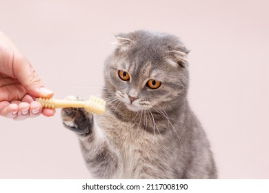 Hand Feed Scottish Fold Cat On Background Brush Teeth Cat Clean Teeth