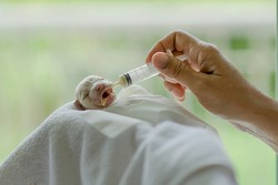 Hand Feeding Adorable Sick Newborn Puppy By Using A Syringe.Little Cocker Spaniel Pup Being Fed With Milk Replacement.Tiny Dog Child Wrapped With Towel.