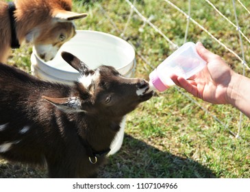 Hand Feeding A Baby Goat