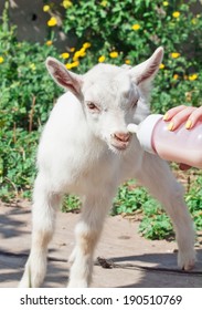 Hand Feeding A Baby Goat With A Milk Bottle