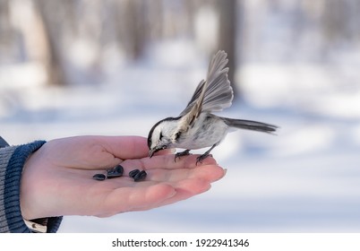 1,819 Bird hand trust feeding Images, Stock Photos & Vectors | Shutterstock