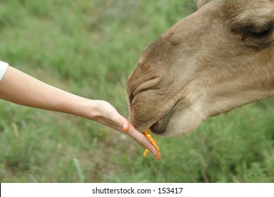 Hand Feeding A Camel Cheetos