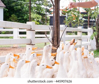 Hand Feeding And Dropping Food For Big Group Of White Ducks In Local Farm.