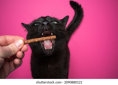 Hand Feeding Hungry Black Cat Treats With Mouth Wide Open On Pink Background With Copy Space