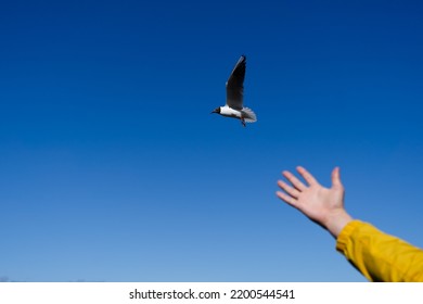 Hand Feeding Seagulls With Ble Sky Background