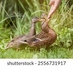 Hand feeding two mallard ducks in park