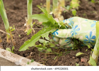 Hand Of Female Gardening Weeding Weed Plants Grass In Vegetable Beds Of Onion Close Up. Control Of Weeds. - Shutterstock ID 699228301