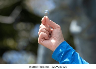 The hand of a female holding a single forget-me-not flower (Myosotis scorpioides). It's a tall, hairy stemed plant. It's a charming, six-petaled, blue bloom with a yellow center flower. 