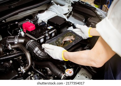 Hand Of Female Mechanic Holding Tray Of Sticky Glue Trap Rats That Nest In The Engine Room, Destroying The Electrical Wires Prevention Of Rodents In Cars : Damaged Rats In The Car Concept.