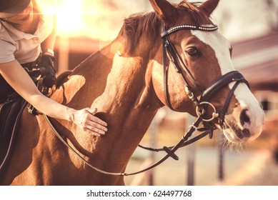 Hand Of Female Rider Rubbing Horse