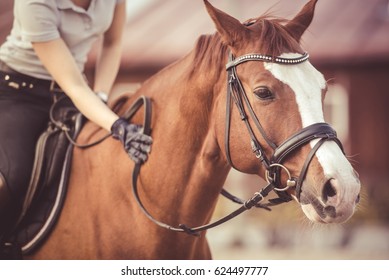 Hand Of Female Rider Rubbing Horse