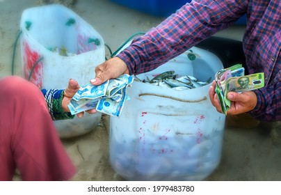 The hand of a fisherman selects fish, transports and collects money from the fish market in the central coastal fishing village of Vietnam