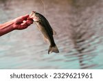 The hand and forearm of a person holding a smallmouth bass they just caught.  The thin fishing line is in the background. 